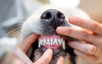dog dental