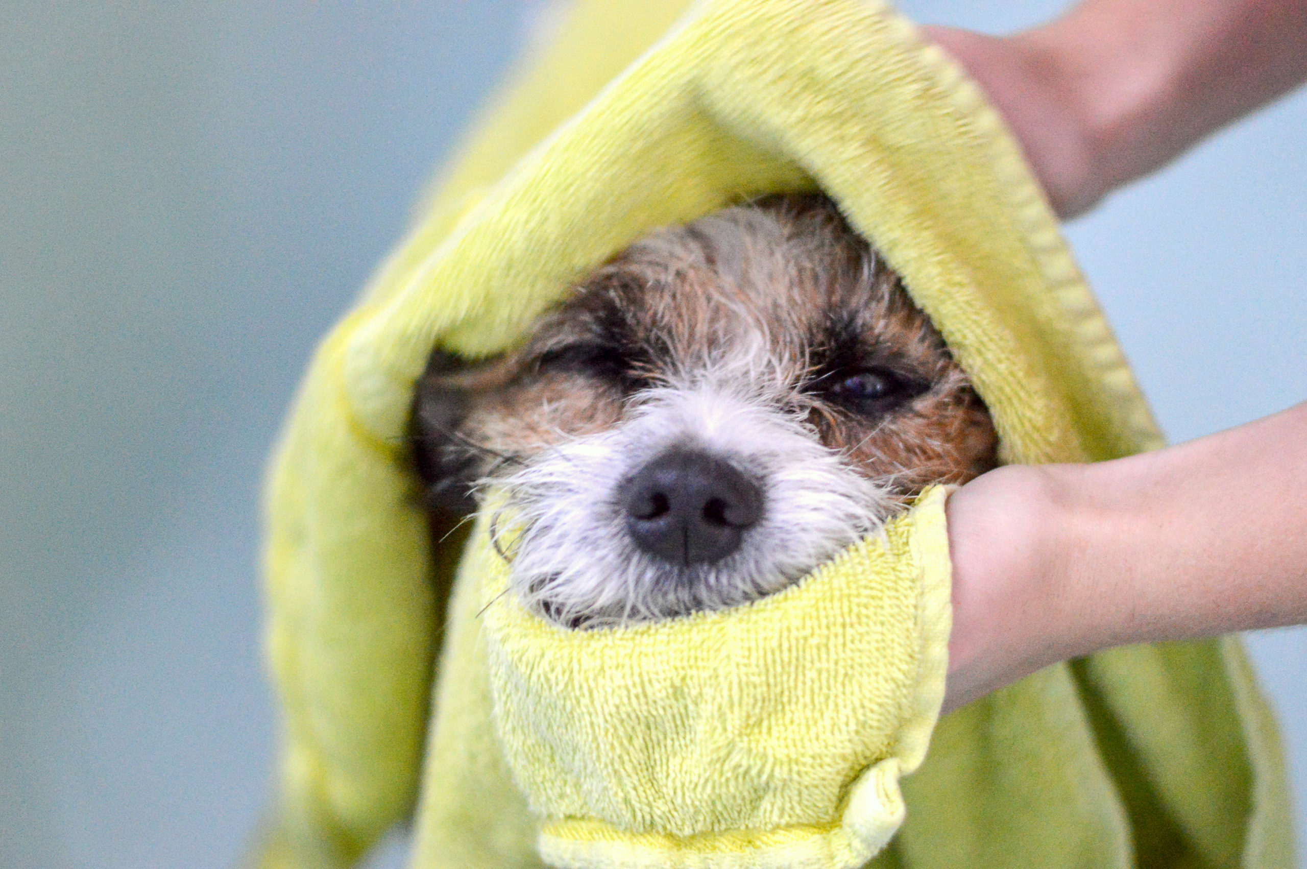 Hund in ein gelbes Handtuch gewickelt. Badewanne, Plege, abtrocknen.